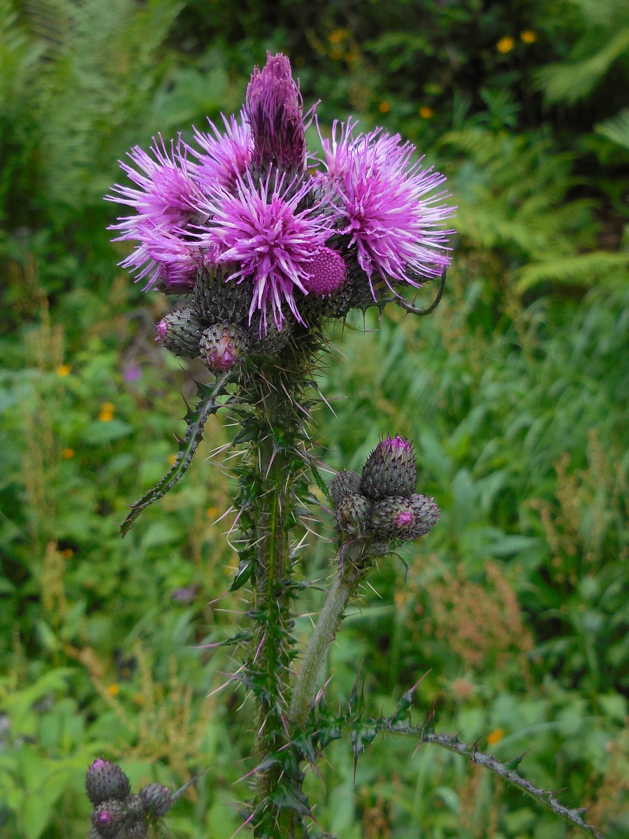 Cirsium Palustre Marsh Thistle cirsium-palustre-marsh-thistle